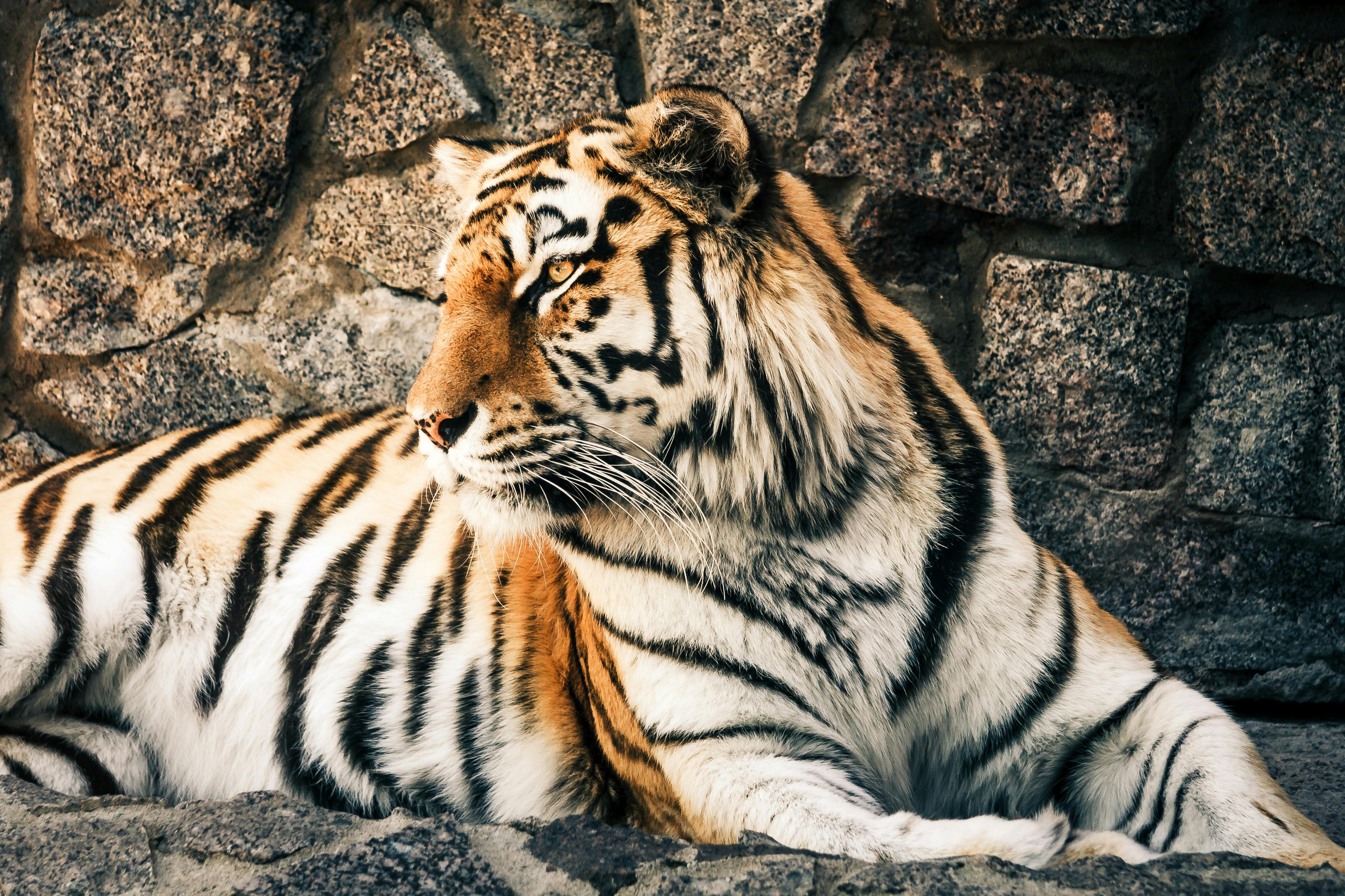 92,352 Bengal Tiger Royalty-Free Images, Stock Photos & Pictures