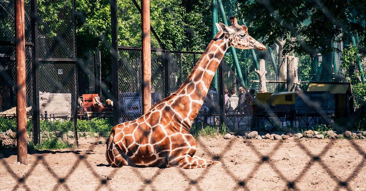 Free stock photo of giraffe, zoo