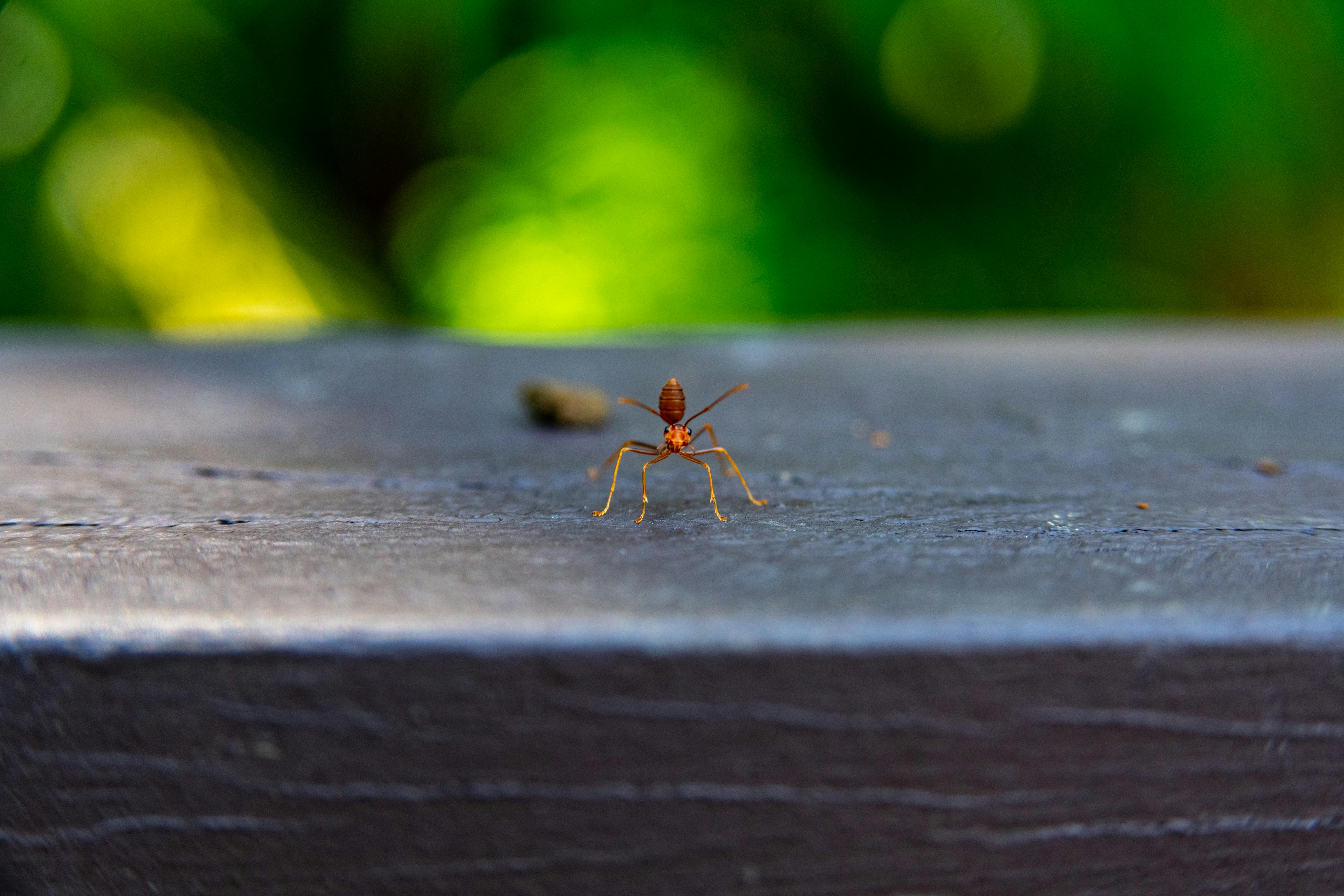 Close‑up of an ant trail on a wooden surface