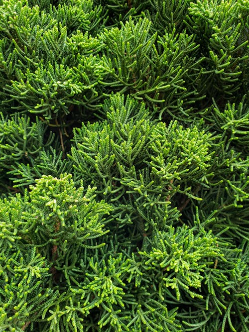 Close-up of a Chinese Juniper Kaizuka Plant 