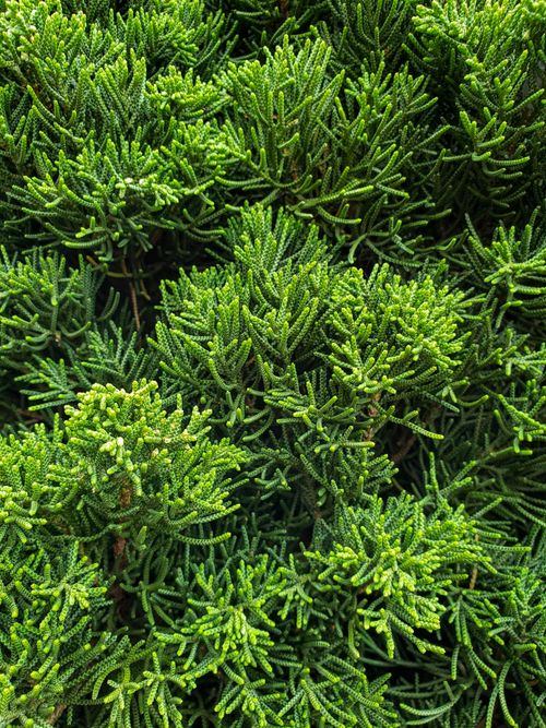 Free Vibrant close-up of lush green Chinese juniper foliage, showcasing natural beauty and texture. Stock Photo