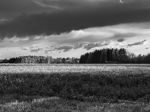 Scenery with a Field in Black and White