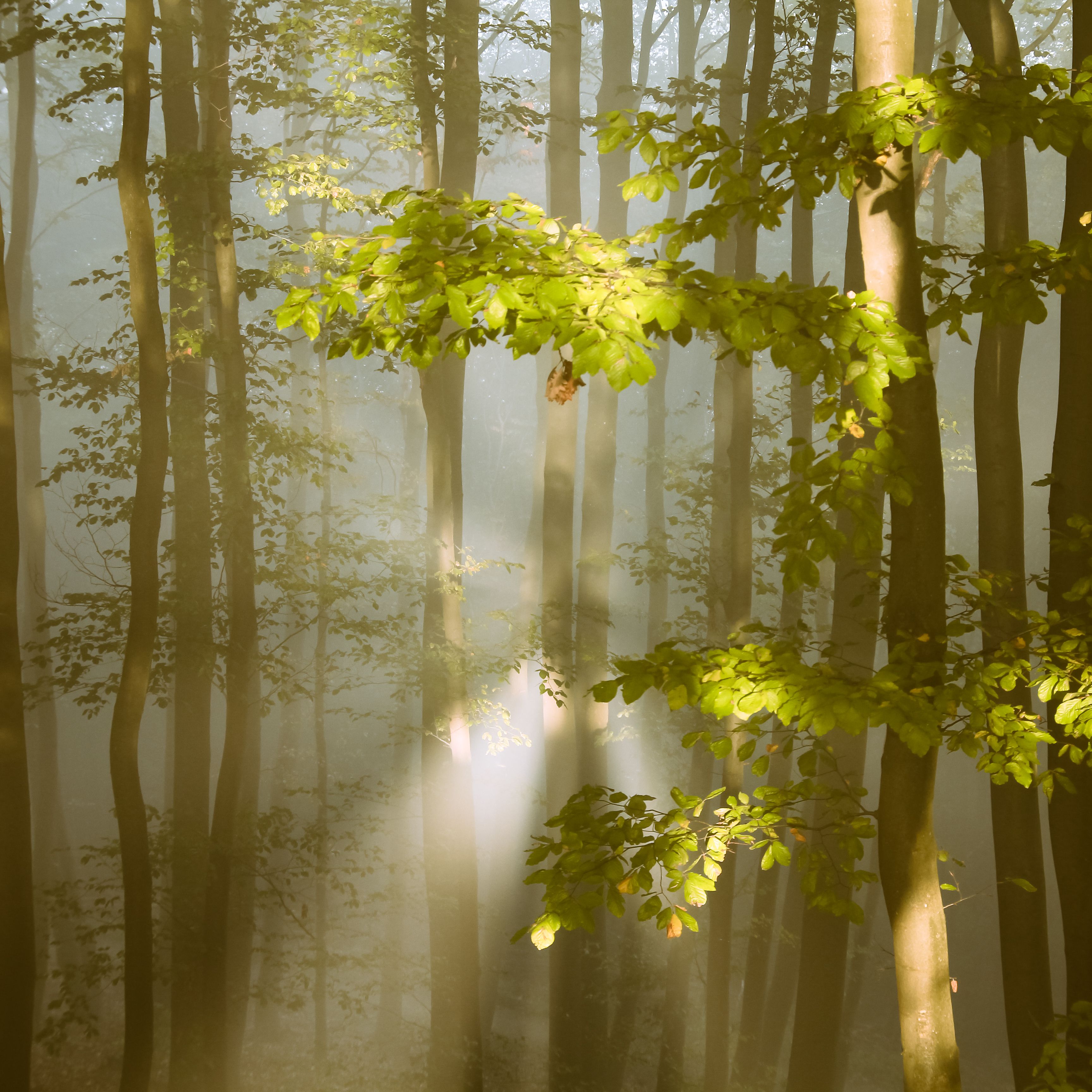Serene forest scene with sun rays filtering through mist and trees in Luxembourg.