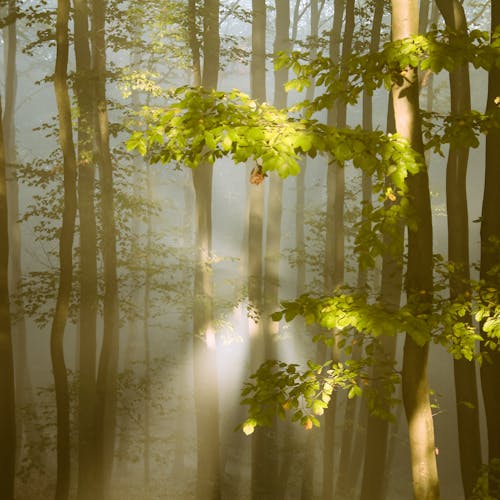 Sun Shining through a Foggy Forest