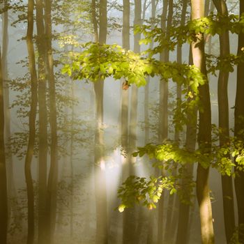 Serene forest scene with sun rays filtering through mist and trees in Luxembourg.