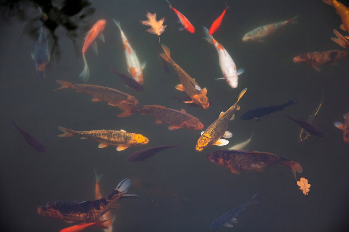 Free School of Orange and White Koi Fishes Underwater  Stock Photo