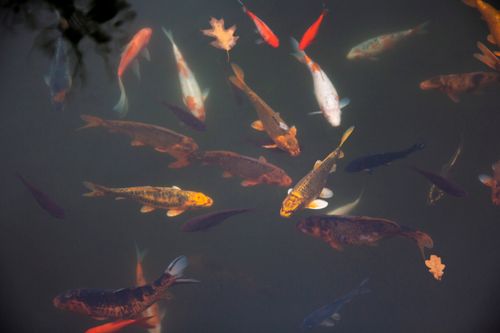 Free Colorful koi fish swimming gracefully in a pond, creating a serene scene. Stock Photo