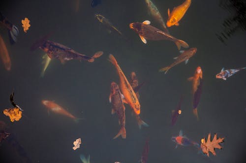 Free School of Fishes Underwater Stock Photo