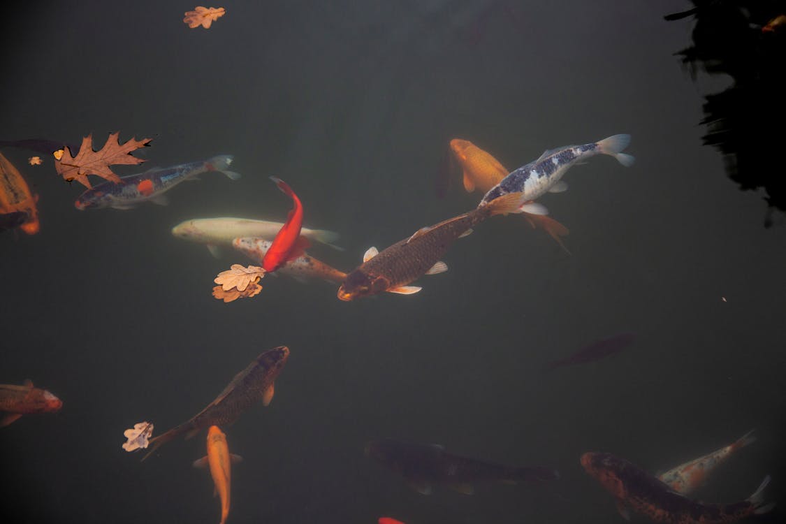 Free Koi Fishes Underwater  Stock Photo