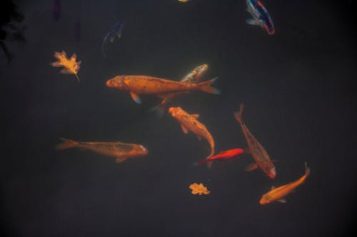 Бесплатное стоковое фото с водные животные, декоративная рыба, карп
