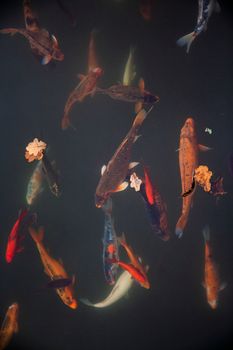 fish photo