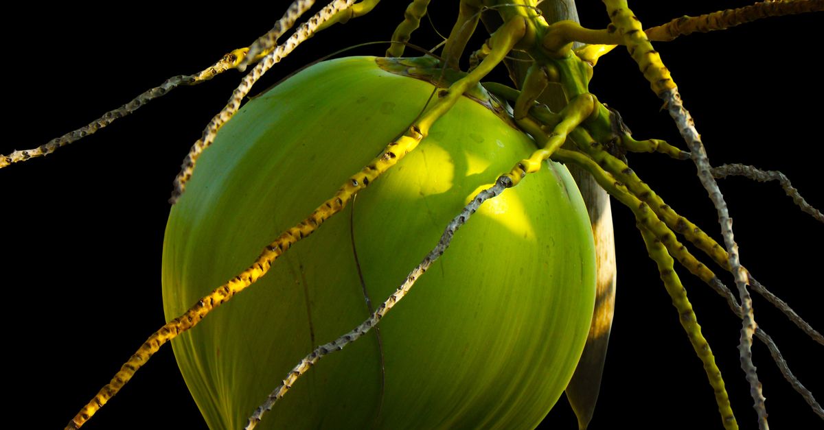 Detailed shot of a green coconut hanging from a palm tree against a black background. - Evidence evidence guide for coconut oil blood pressure randomized trial