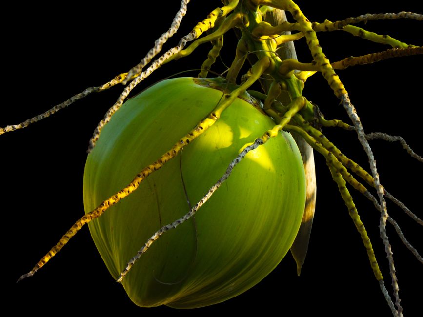 Top Features to Look for in Commercial Coconut Oil brands