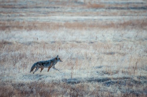 Calm coyote walking along dry grassy terrain