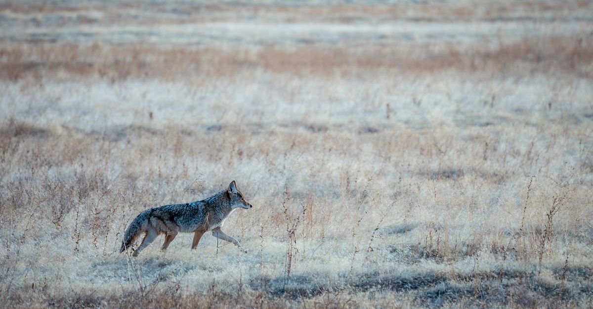 Wild gray coyote with fluffy tail walking alone on dry grassy meadow on autumn day