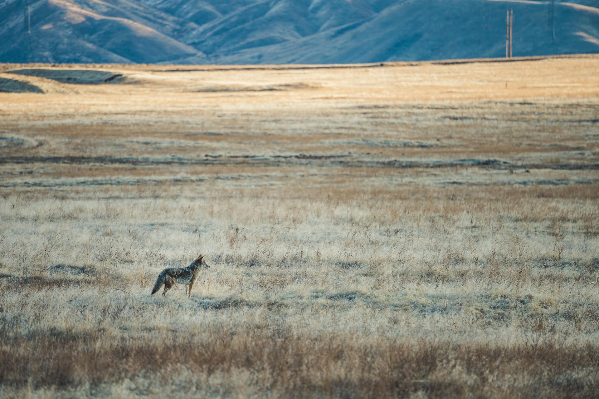 Attentive coyote standing on dry grassy meadow surrounded by mountains on sunny autumn day