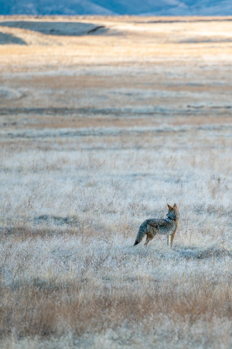 Wild Coyote Standing In Steppe And Looking Away