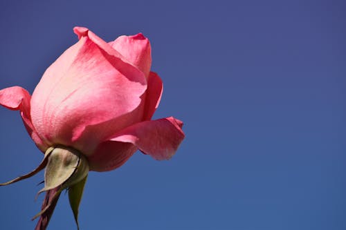 Free stock photo of beauty, blue sky, flower
