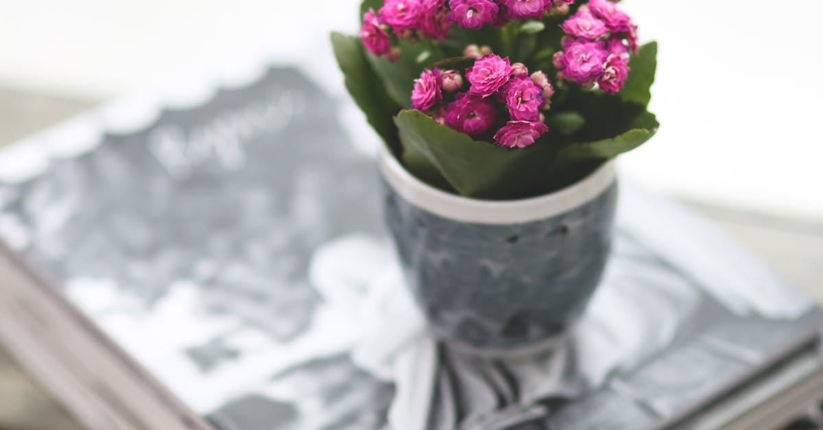 Kalanchoe in gray cup