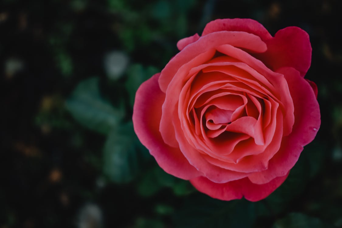 Rosa Rose In Voller Blüte