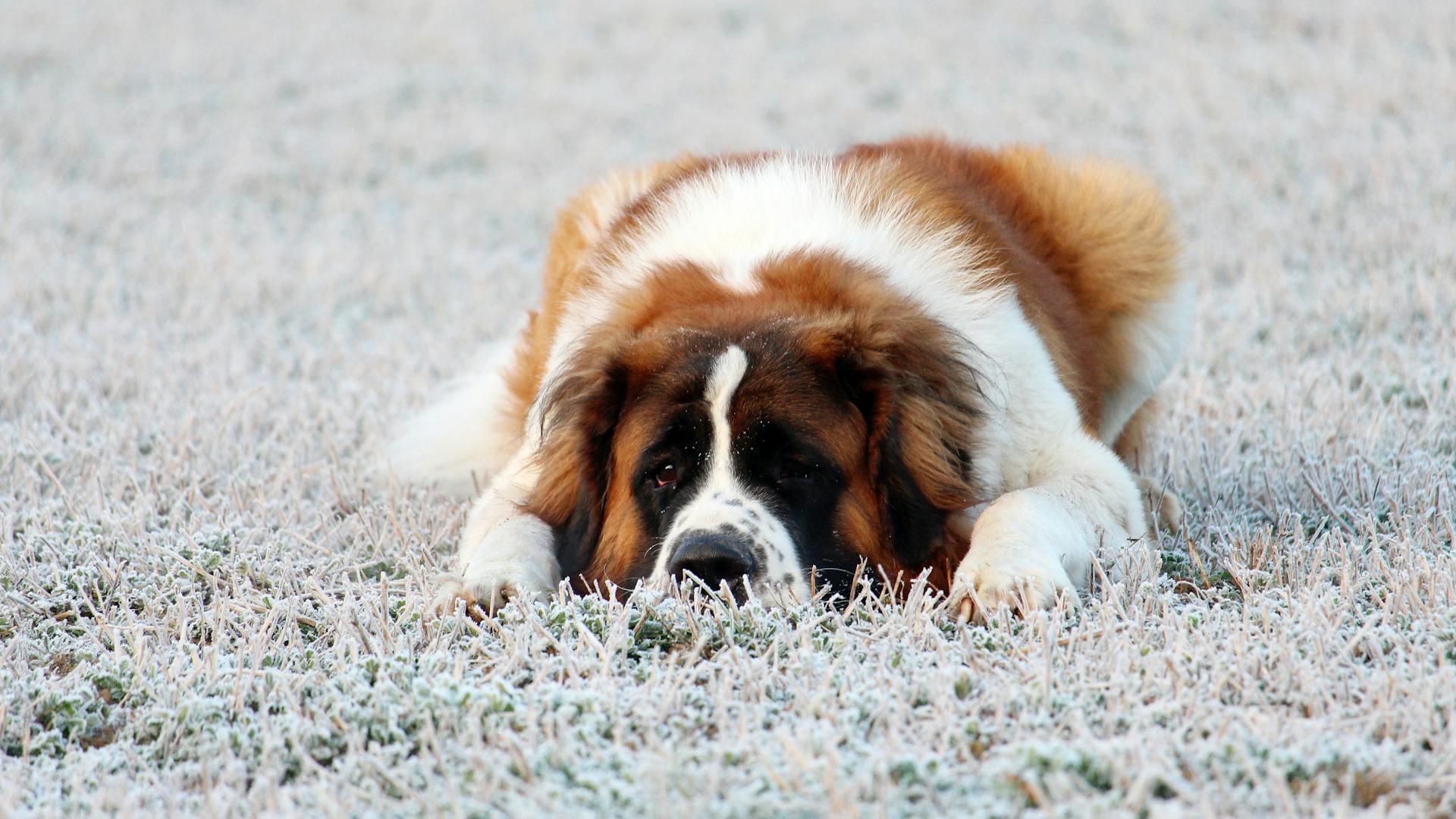 Saint Bernard Lying on a Grassy Field