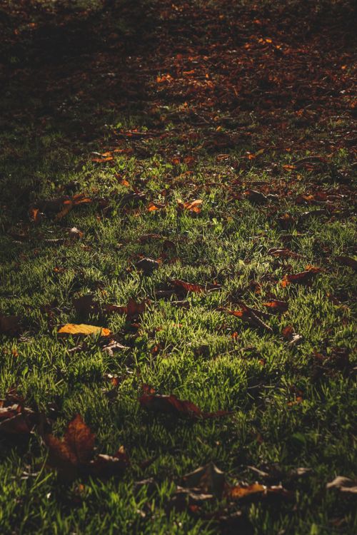 Free From above of green glade covered with fallen dry leaves in sunny autumn forest Stock Photo