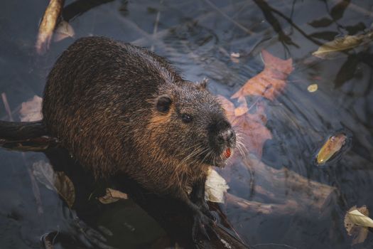 From above of hairy coypu herbivorous rodent with whiskers standing in clean pond with fallen withered leaves in wild nature