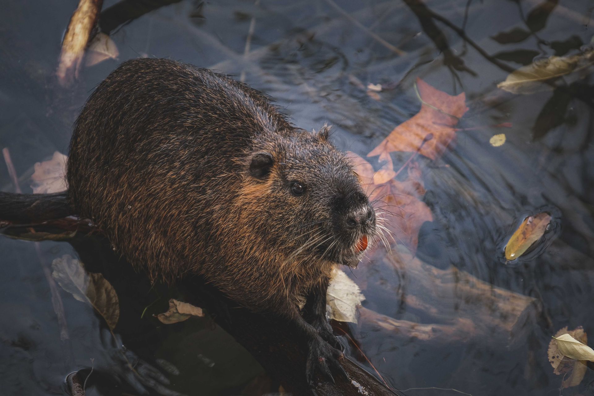 From above of hairy coypu herbivorous rodent with whiskers standing in clean pond with fallen withered leaves in wild nature