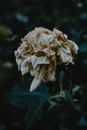 Close-Up Shot of a Wilted Flower