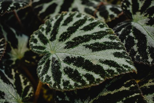 클로즈업 사진에 녹색과 검은 색 식물