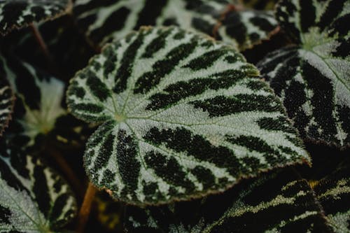 Groene En Zwarte Plant In Close Up Fotografie