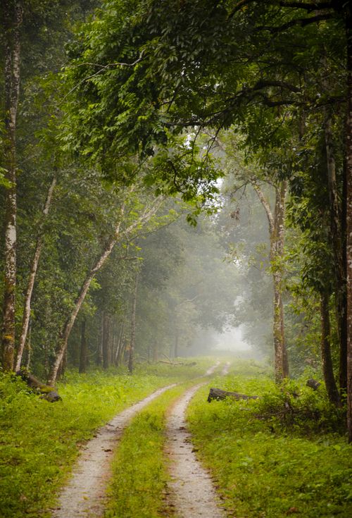 Free A tranquil path through a misty forest in West Bengal, India, showcasing lush greenery and natural beauty. Stock Photo