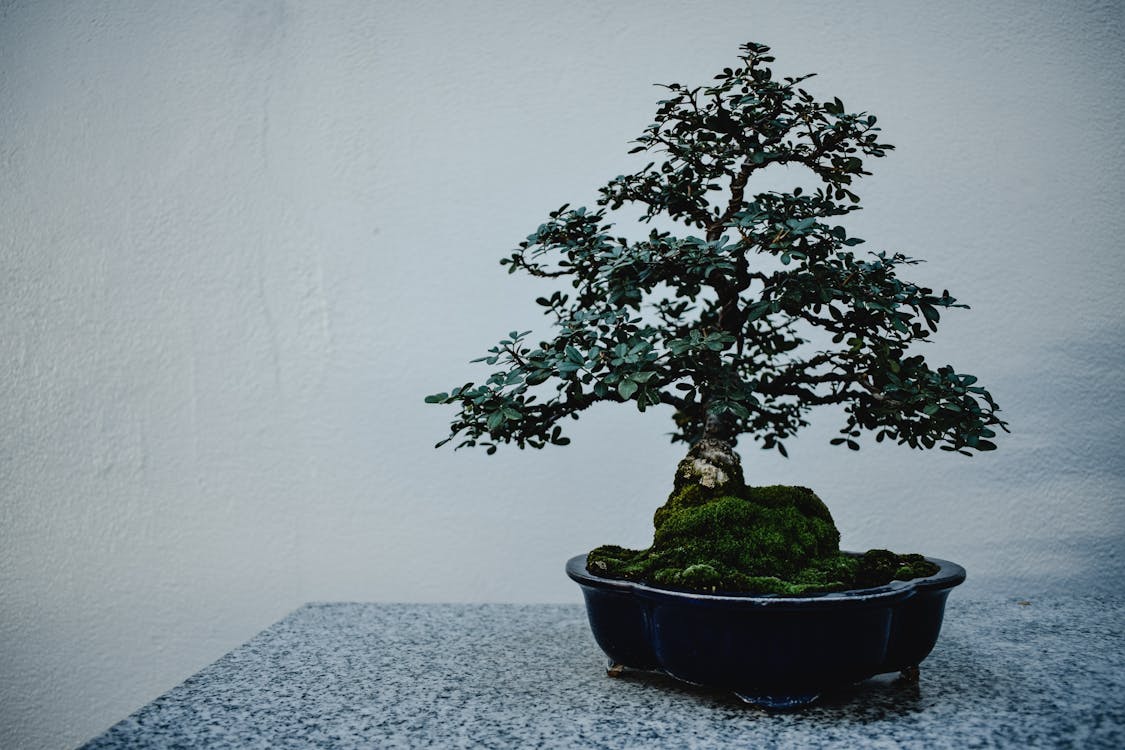 Free A Bonsai Plant in a Pot Stock Photo