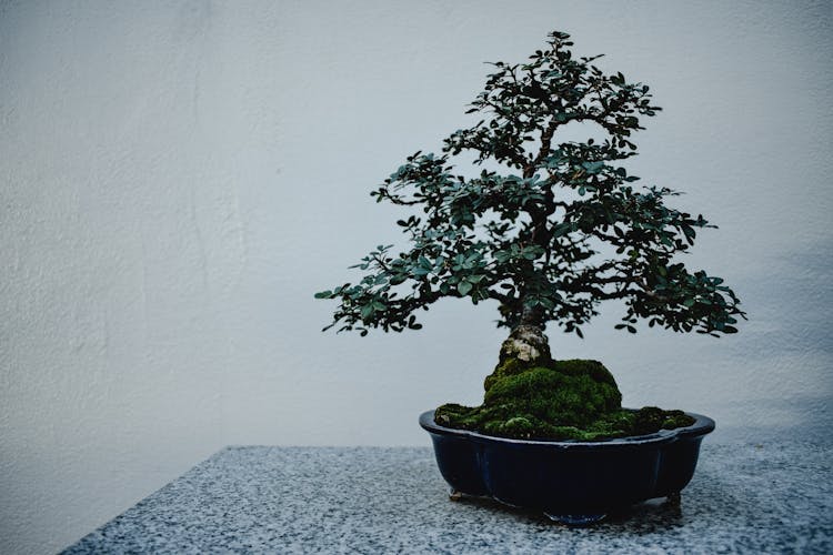 A Bonsai Plant In A Pot