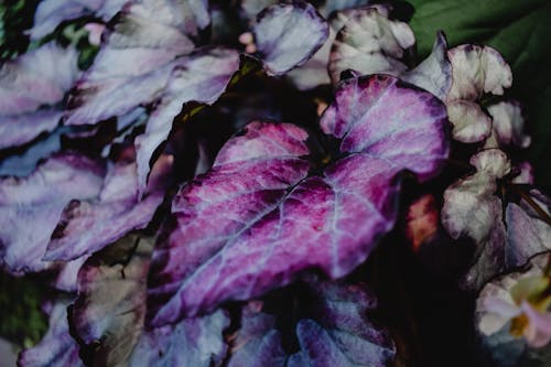 紫色和白色的樹葉在關閉攝影