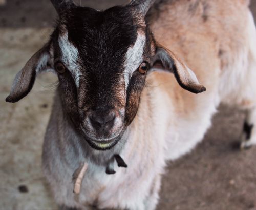 Free A close-up shot of a domestic goat, highlighting its unique features on a farm. Stock Photo