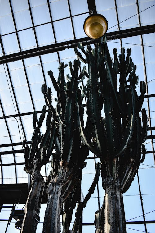 Branche D'arbre Brun Sur Cadre En Métal Noir