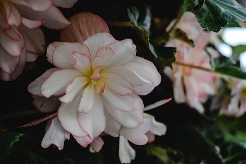 매크로 촬영에 흰색과 분홍색 꽃