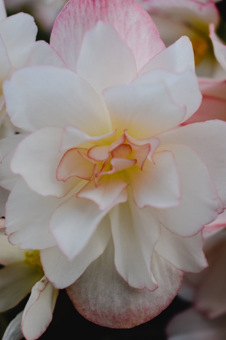 White Begonia Flower In Close Up Photography