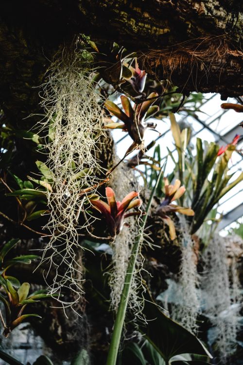 Free Vibrant tropical plants with hanging Spanish moss in a greenhouse setting, showcasing exotic flora. Stock Photo