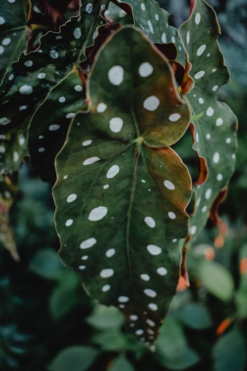 Free Green Leaves with Dots Stock Photo