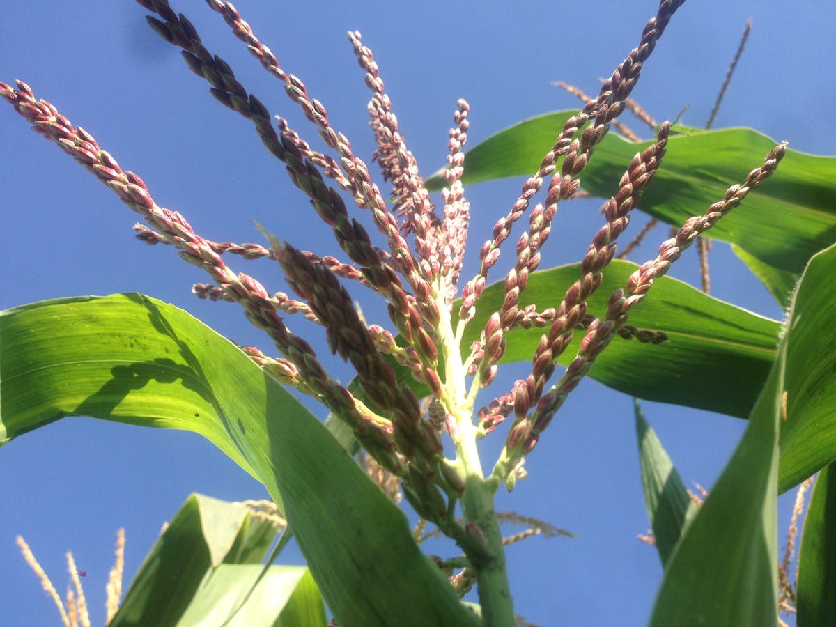 How Wishr Secret Santa Makes Gift Exchanges Easy