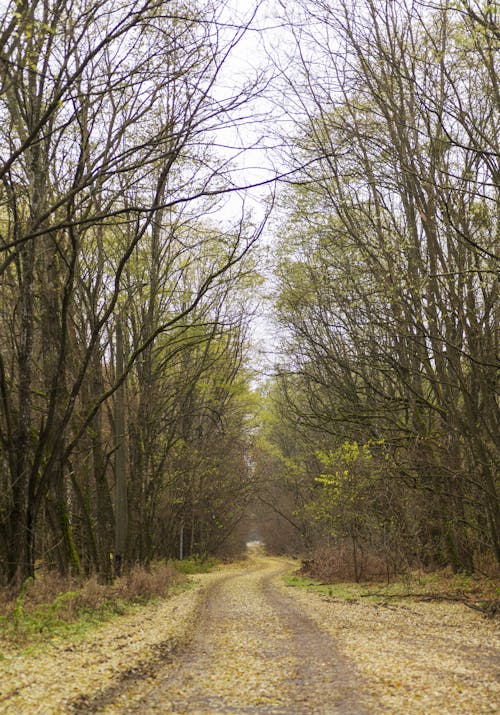 Foto profissional grátis de árvores, declínio, estrada terrestre