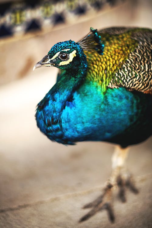 Free A Peafowl in Close Up Photography Stock Photo