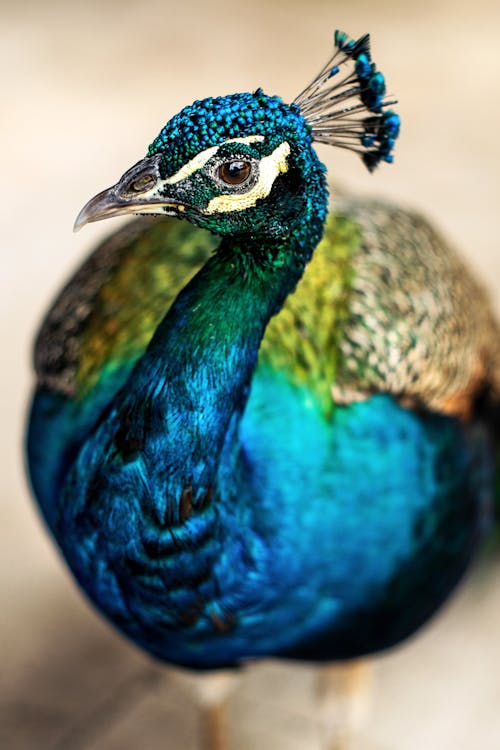 A Peafowl in Close Up Photography