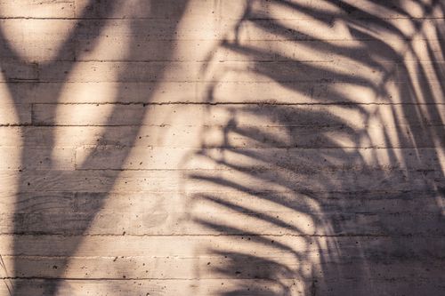Free Shadows of palm leaves cast on a concrete wall in bright sunlight, Playa del Carmen, Mexico. Stock Photo
