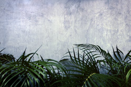 Darmowe zdjęcie z galerii z kopiowanie, liście, mur