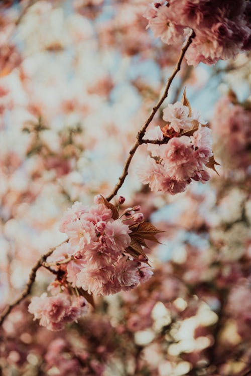 Close-Up Shot of Pink Cherry Blossoms in Bloom