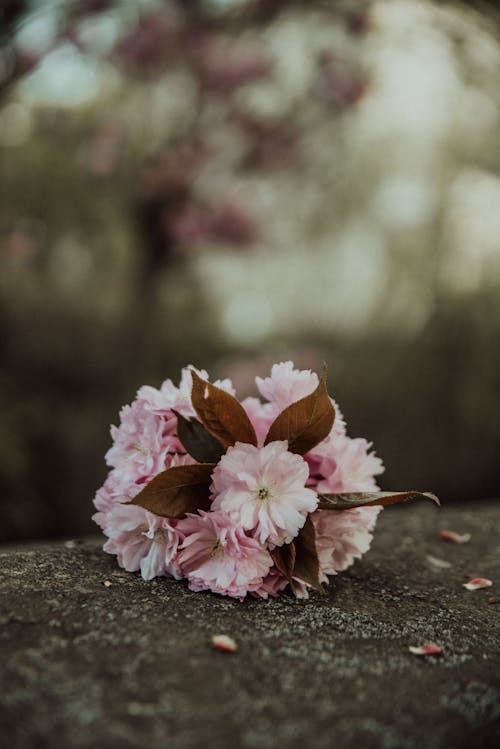 Free Pink Flowers on Gray Concrete Surface Stock Photo