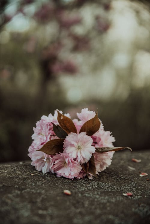 Pink Flowers on Gray Concrete Surface